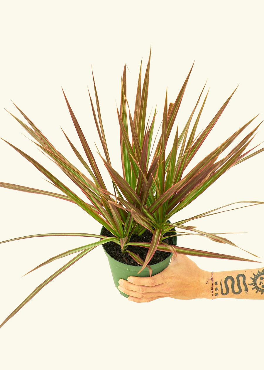 Medium Bicolor Dragon Tree in a grow pot.