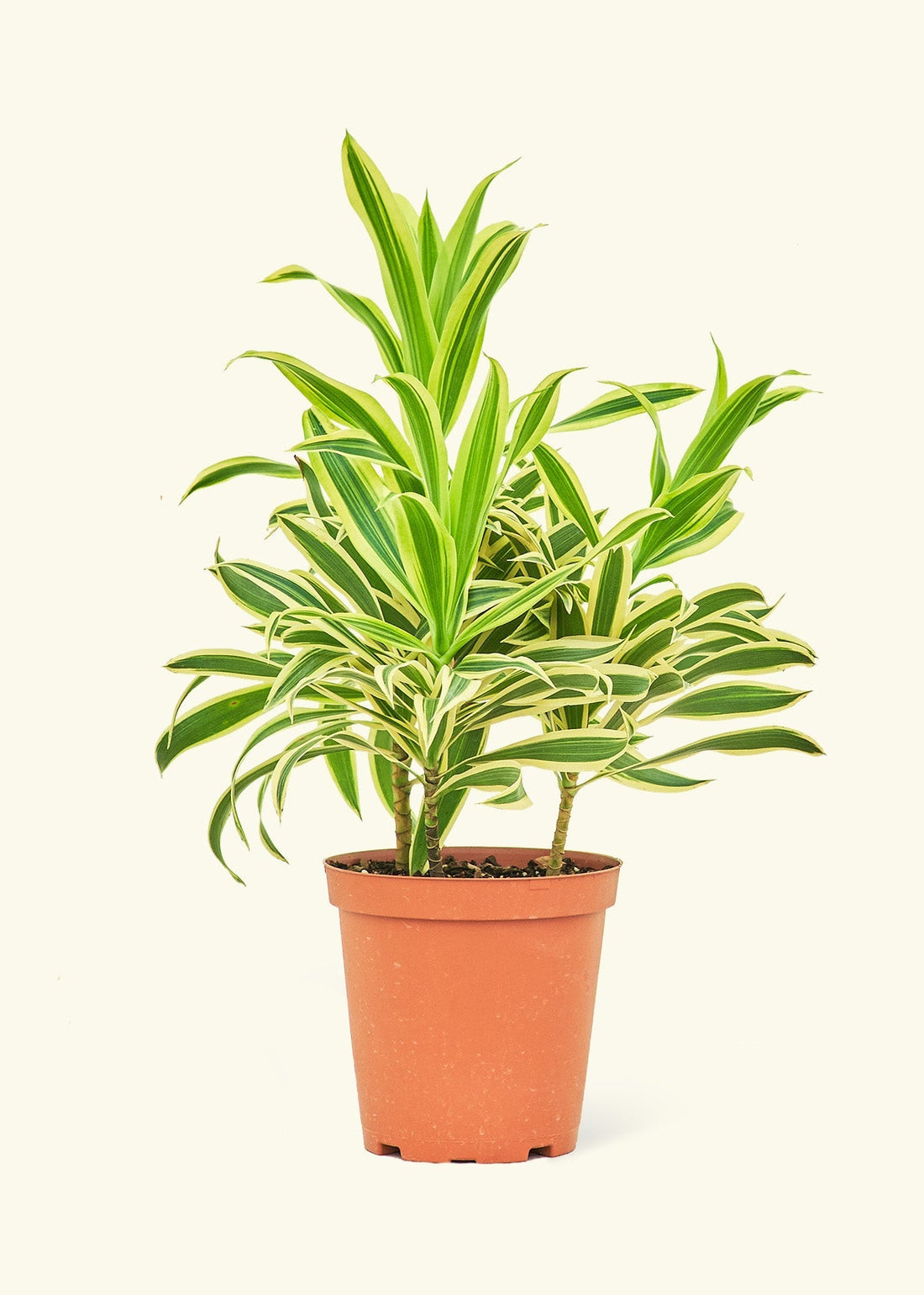 Medium Dracaena &