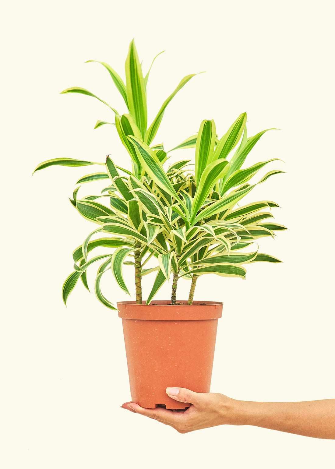 Medium Dracaena &