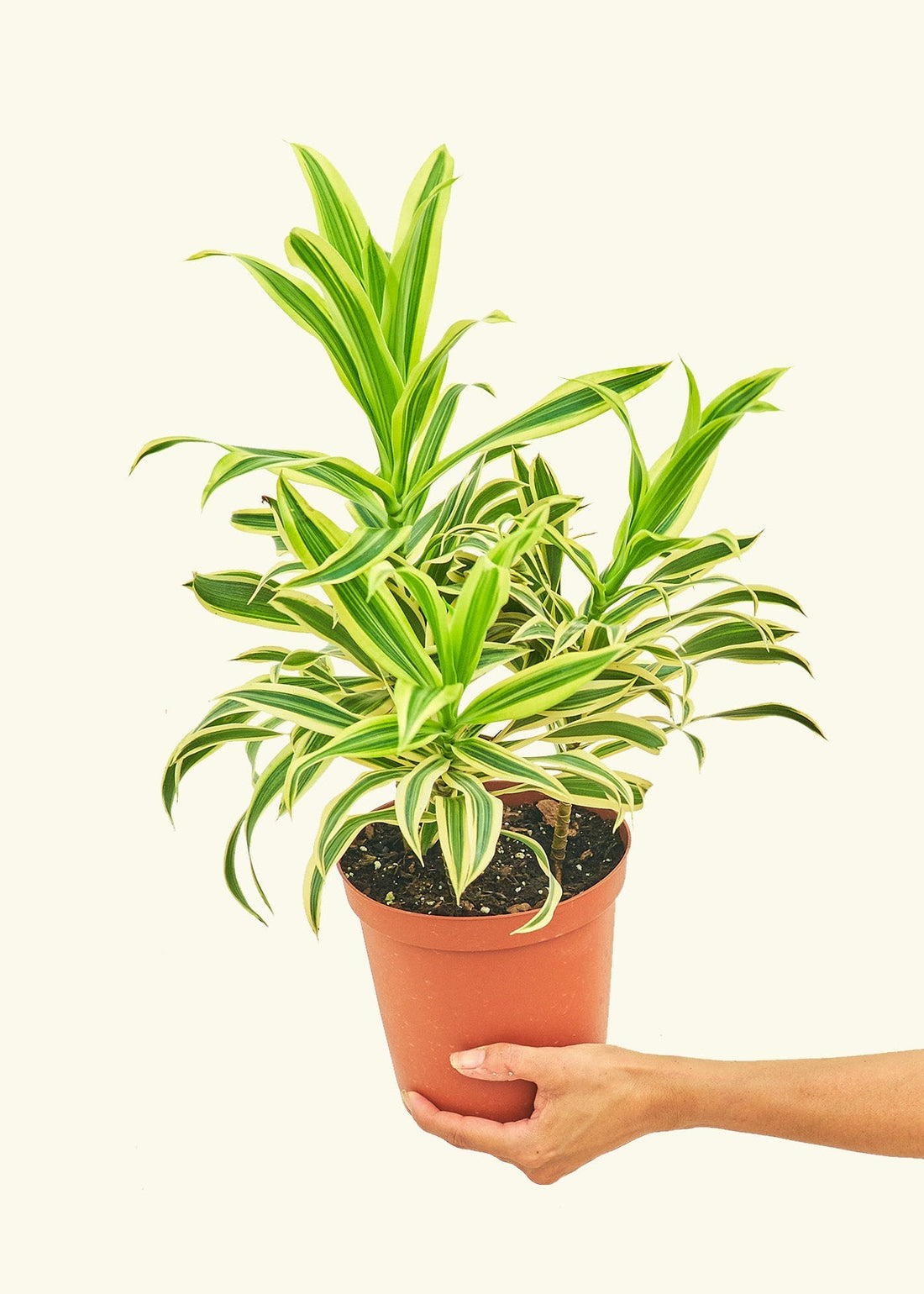 Medium Dracaena &