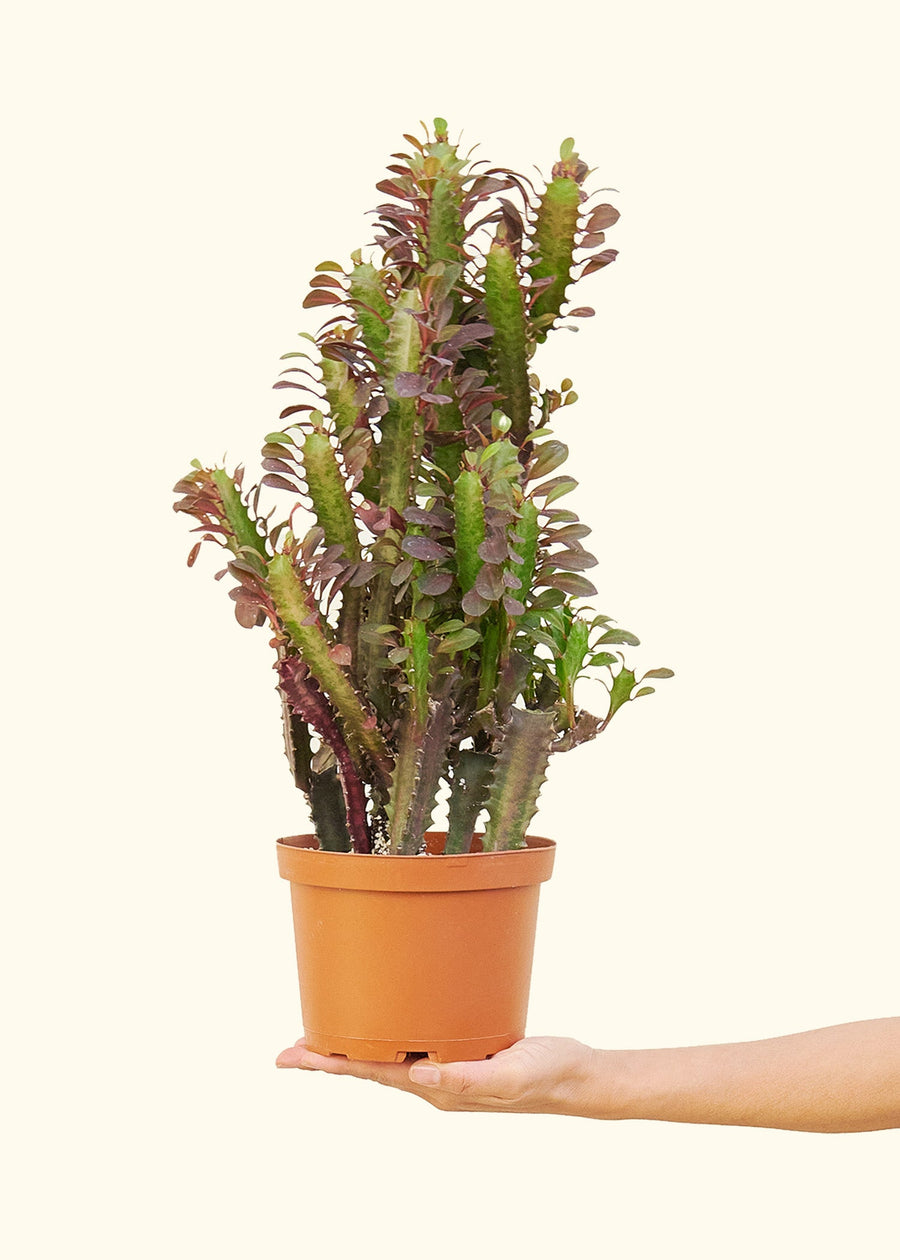 Euphorbia 'Ruby' in a 6" pot held by a flat hand.