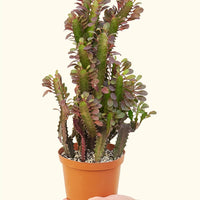 Euphorbia 'Ruby' in a 6" pot held by a hand and tilted toward the camera.