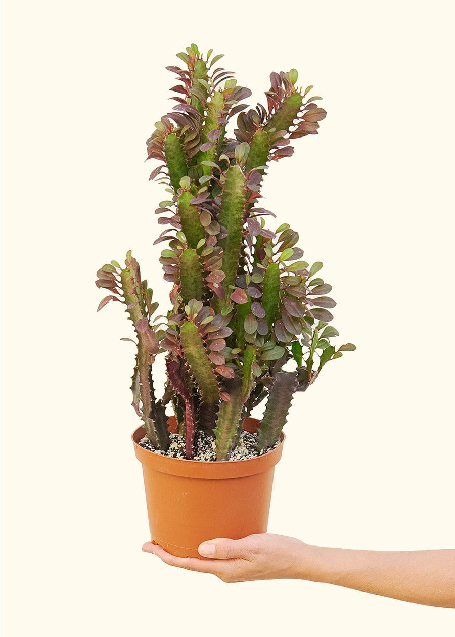 Euphorbia 'Ruby' in a 6" pot held by a hand and tilted toward the camera.