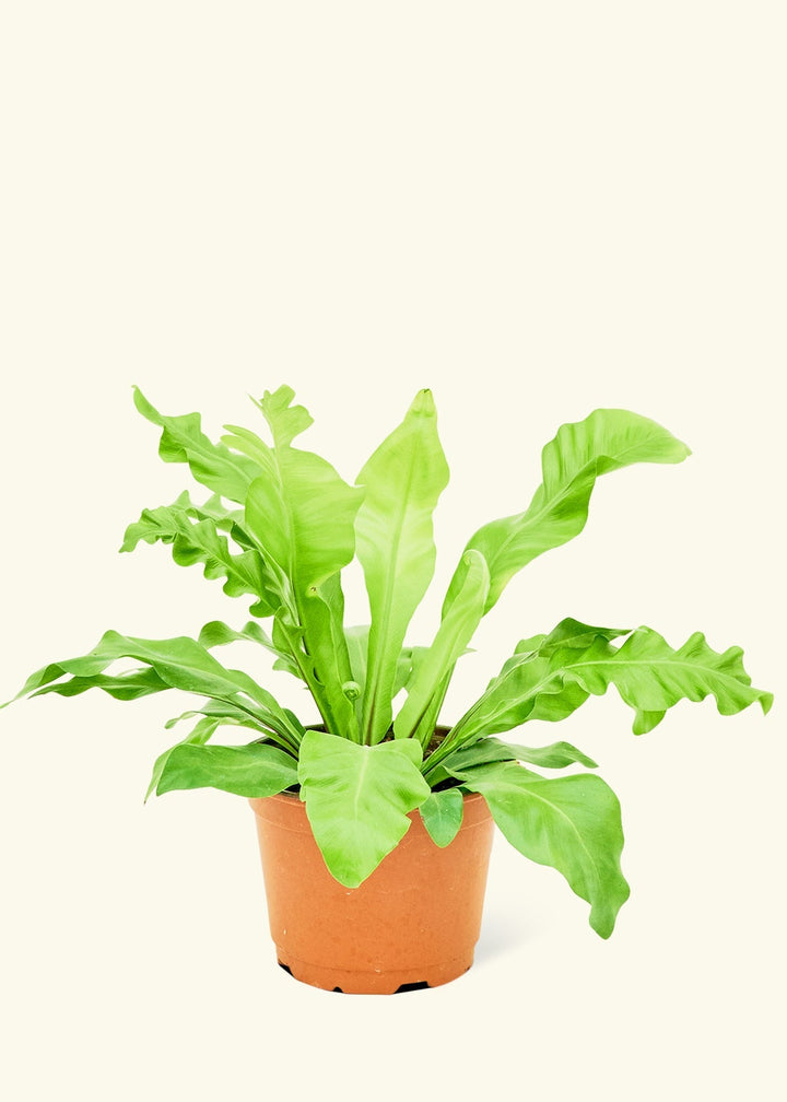 Medium Bird's Nest Fern (Asplenium nidus) in grow pot