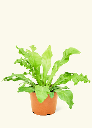 Medium Bird's Nest Fern (Asplenium nidus) in grow pot