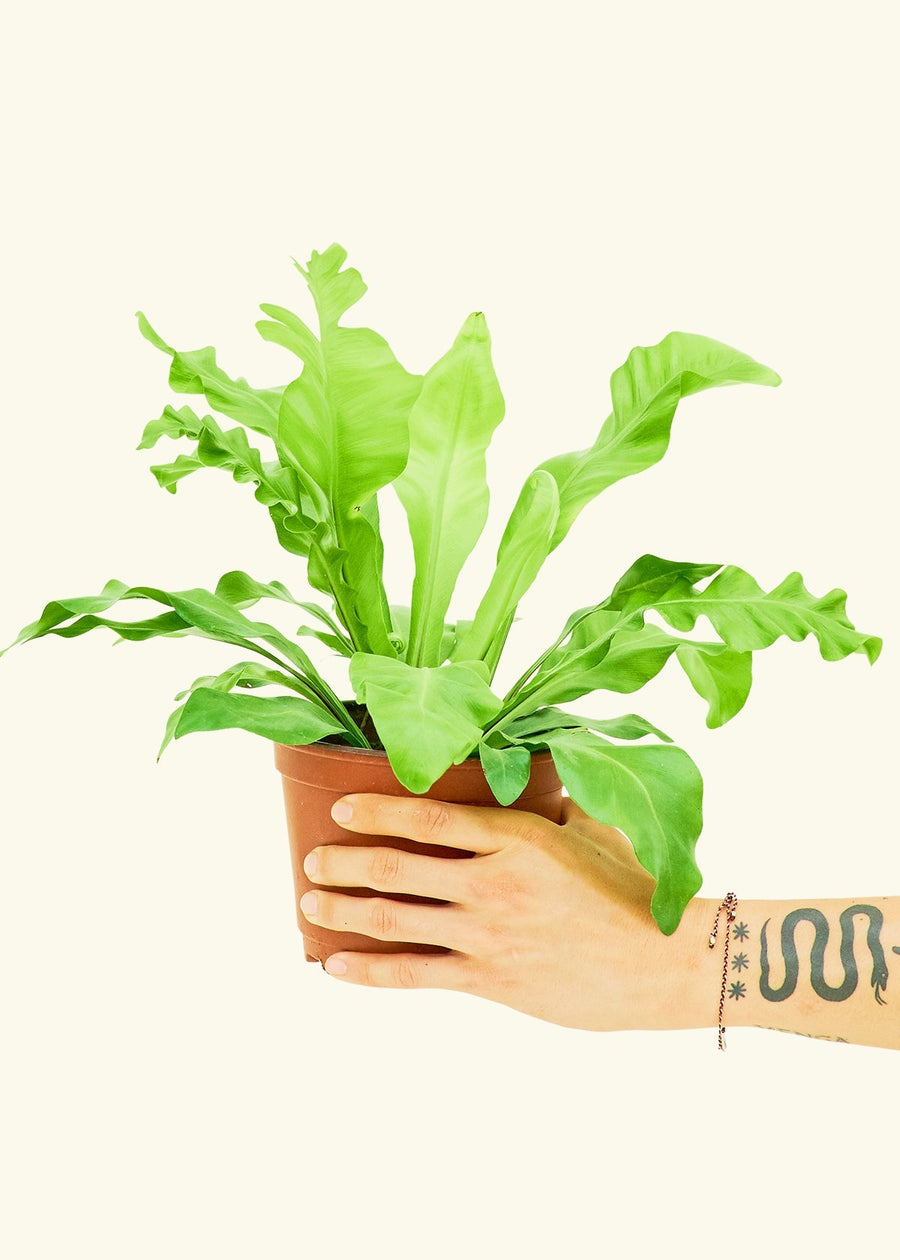 Medium Bird's Nest Fern (Asplenium nidus) in grow pot