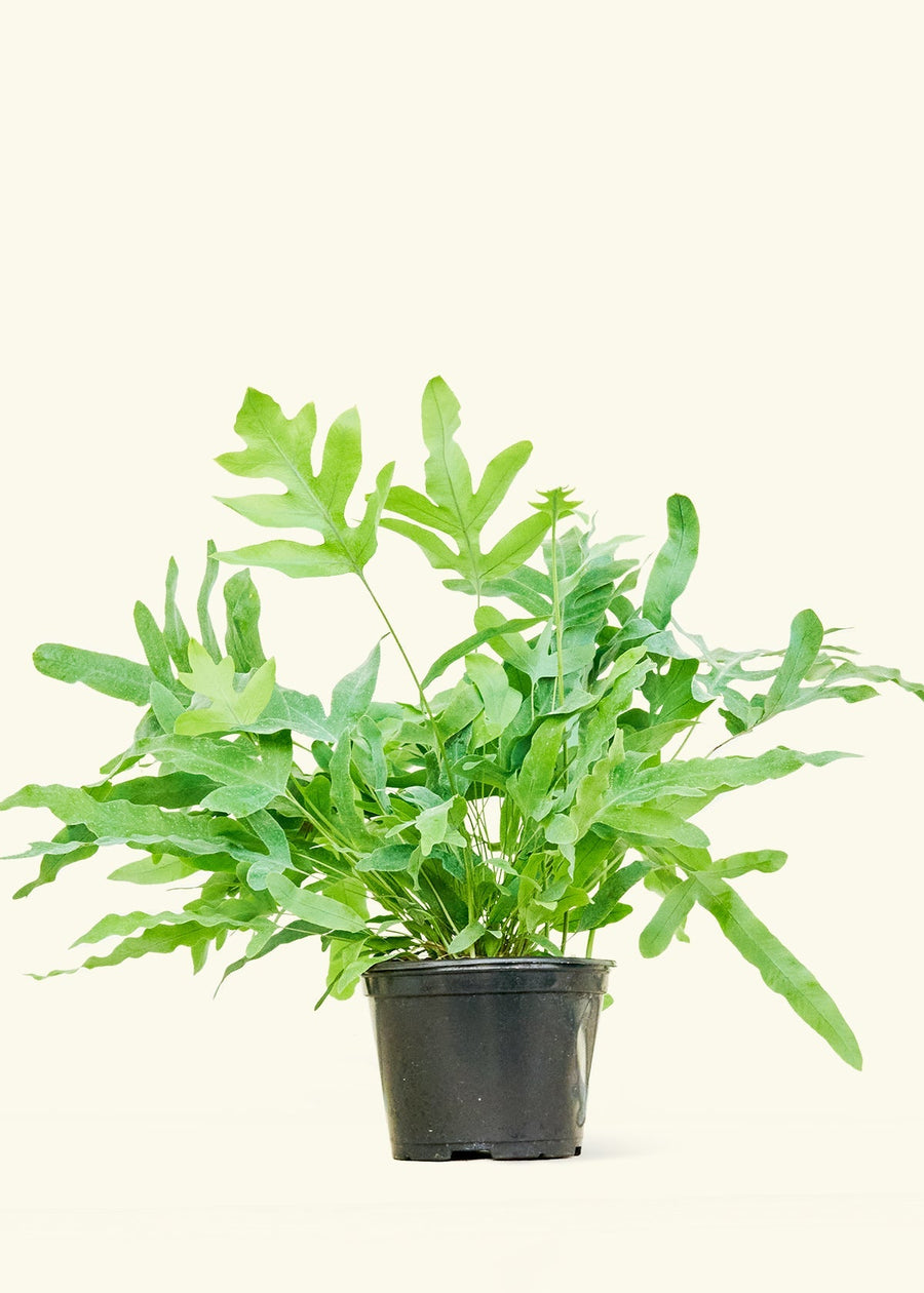 Medium Blue Star Fern (Phlebodium aureum) in grow pot