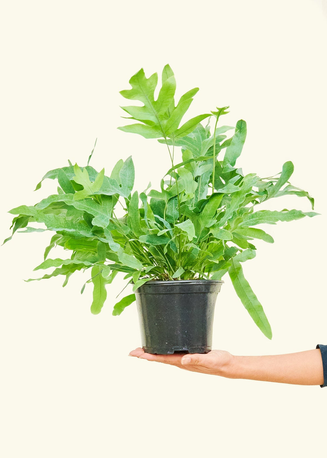 Medium Blue Star Fern (Phlebodium aureum) in grow pot