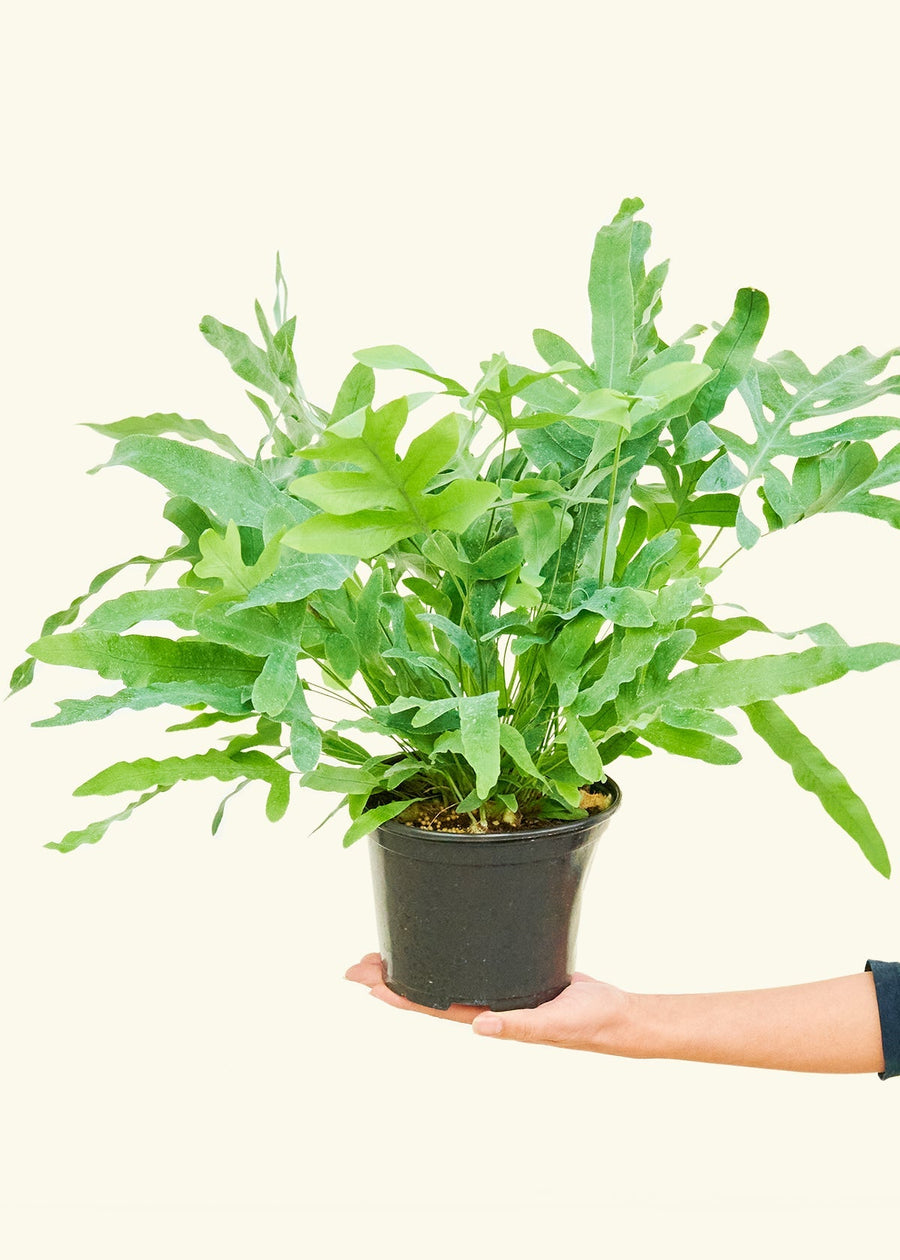 Medium Blue Star Fern (Phlebodium aureum) in grow pot