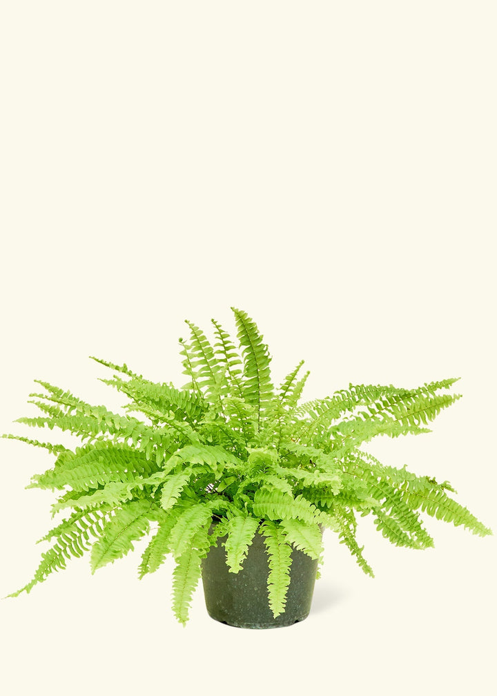 Medium Boston Fern (Nephrolepis exaltata bostoniensis)