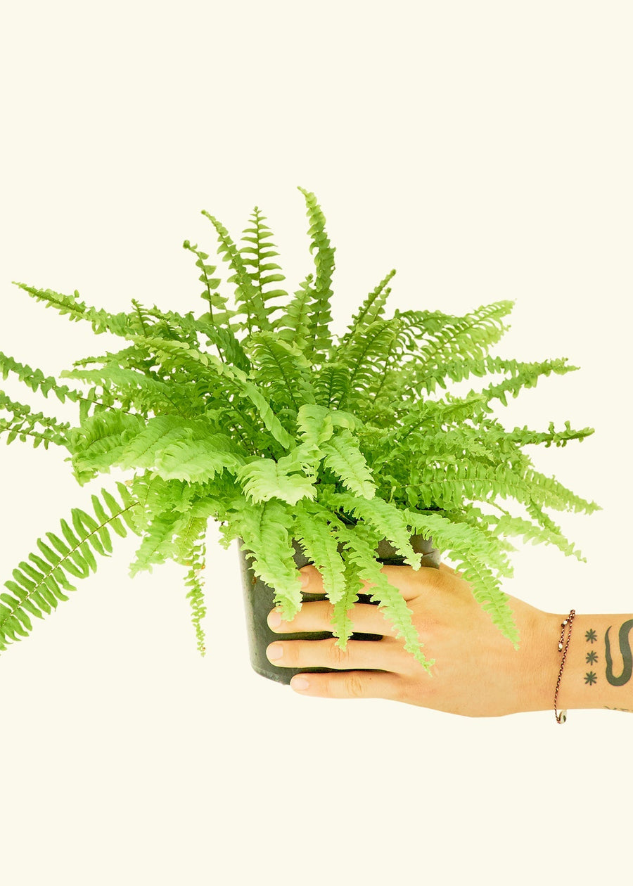 Medium Boston Fern (Nephrolepis exaltata bostoniensis)