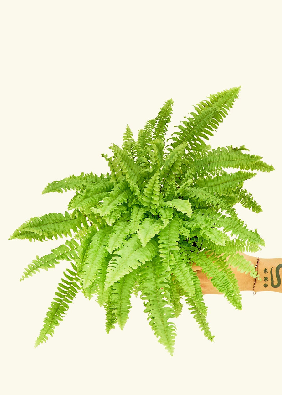 Medium Boston Fern (Nephrolepis exaltata bostoniensis)