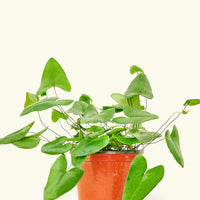 Medium Heartleaf Fern (Hemionitis arifolia) in grow pot.