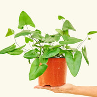 Medium Heartleaf Fern (Hemionitis arifolia) in grow pot.