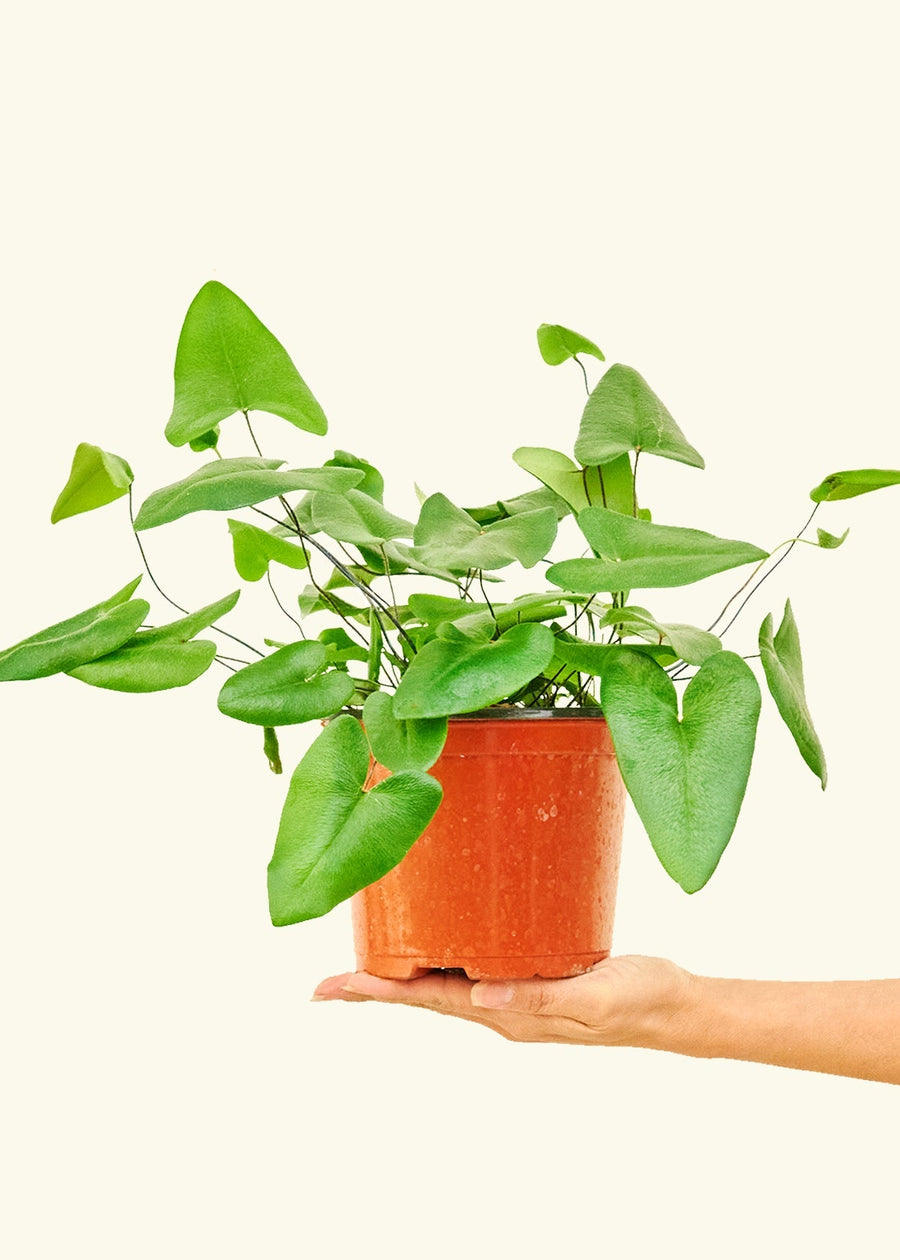 Medium Heartleaf Fern (Hemionitis arifolia) in grow pot.