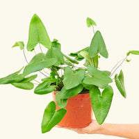 Medium Heartleaf Fern (Hemionitis arifolia) in grow pot.