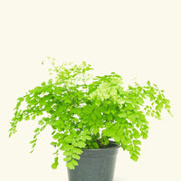 Medium Maidenhair Fern (Adiantum aethiopicum) in grow pot.