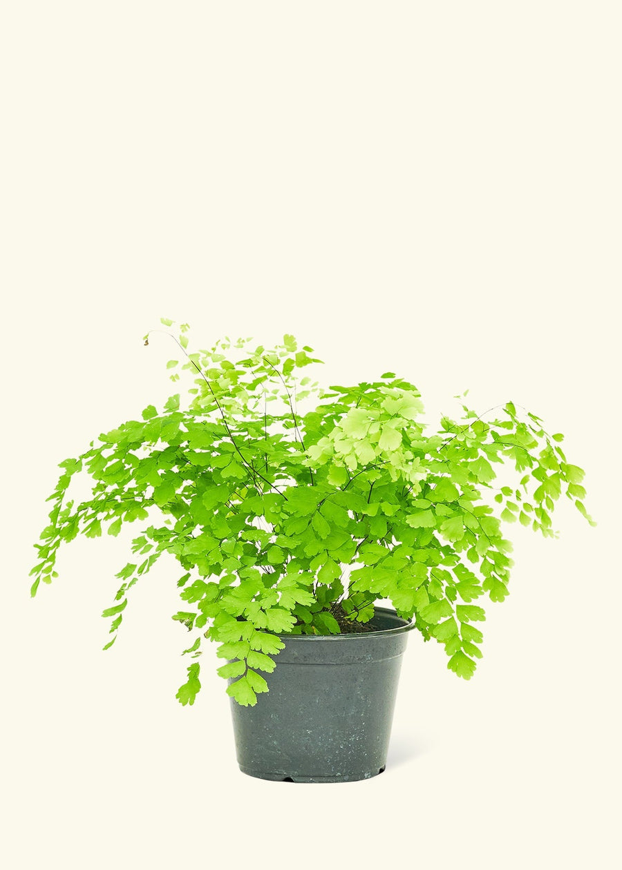 Medium Maidenhair Fern (Adiantum aethiopicum) in grow pot.