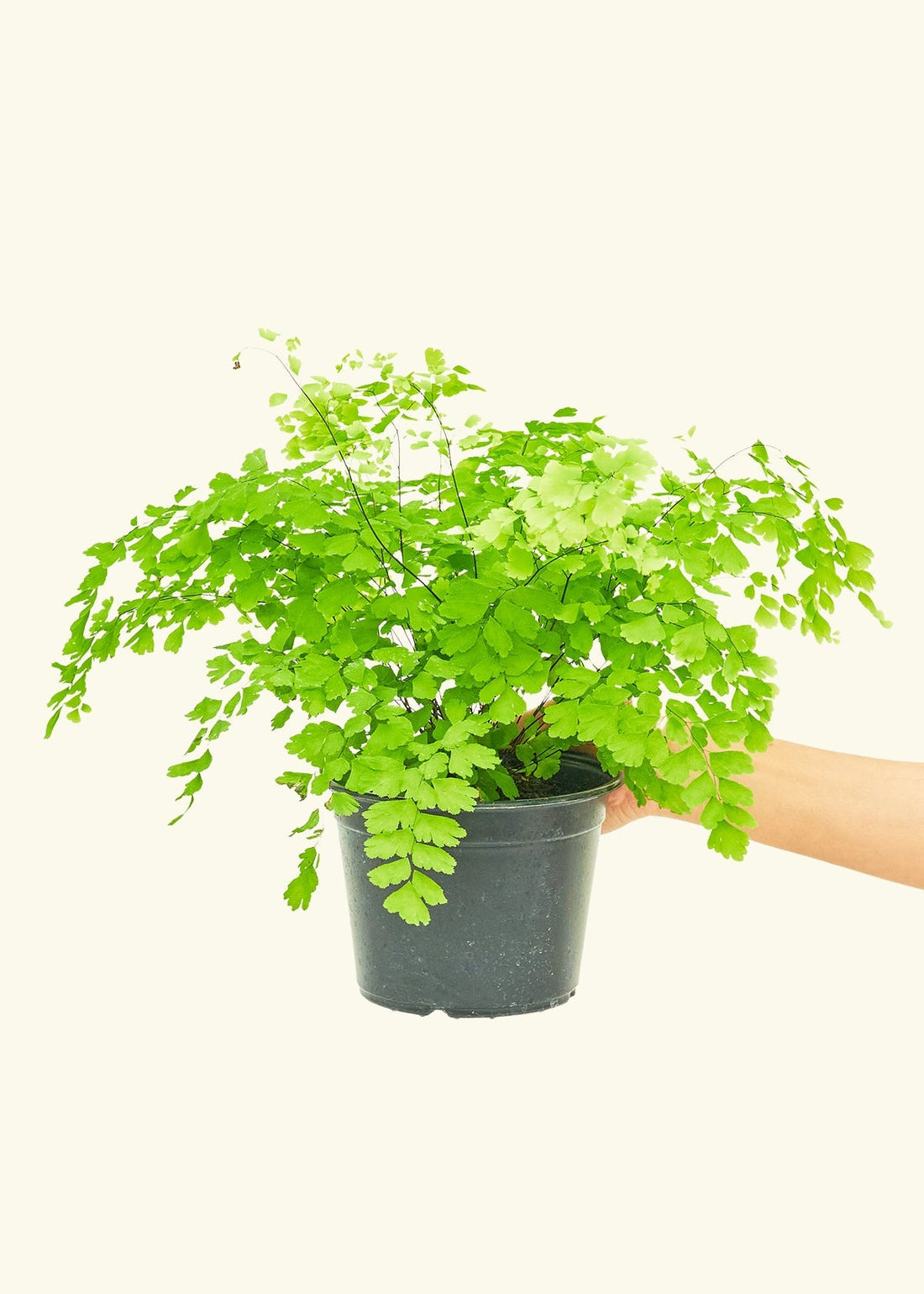 Medium Maidenhair Fern (Adiantum aethiopicum) in grow pot.