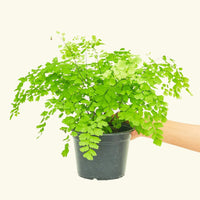 Medium Maidenhair Fern (Adiantum aethiopicum) in grow pot.