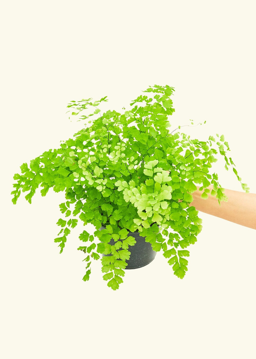 Medium Maidenhair Fern (Adiantum aethiopicum) in grow pot.