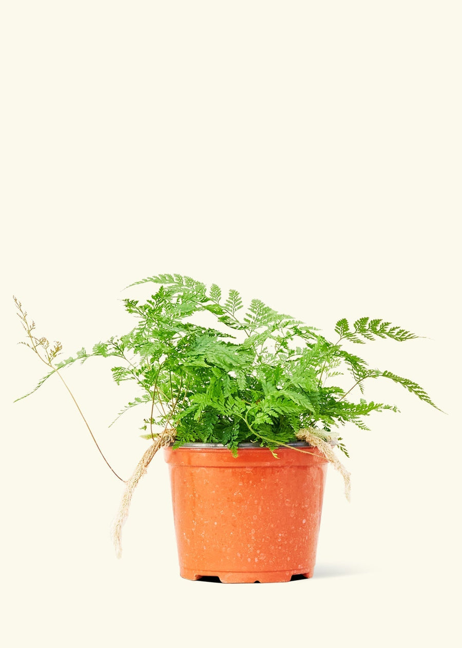 A 6" Rabbit Foot Fern in a grow pot.