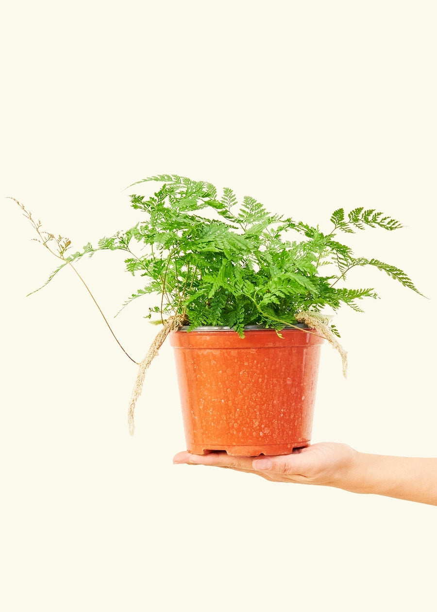 A 6" Rabbit Foot Fern in a grow pot.