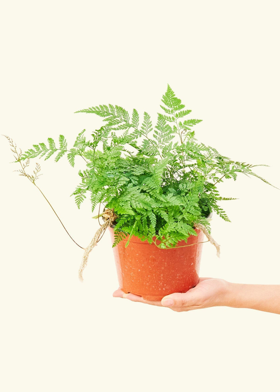 A 6" Rabbit Foot Fern in a grow pot.