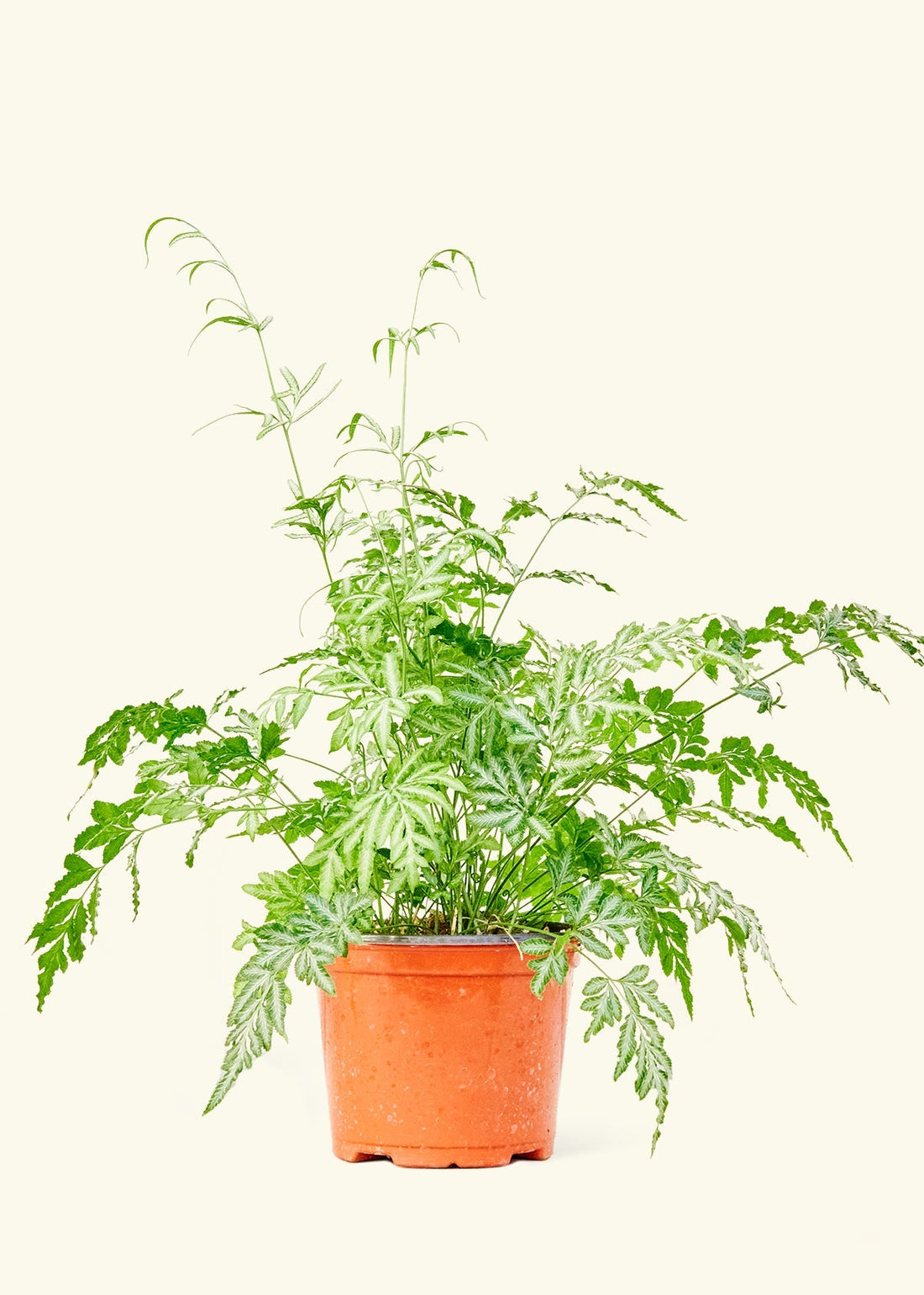 Medium Silver Lace Fern (Pteris ensiformis)