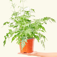 Medium Silver Lace Fern (Pteris ensiformis)