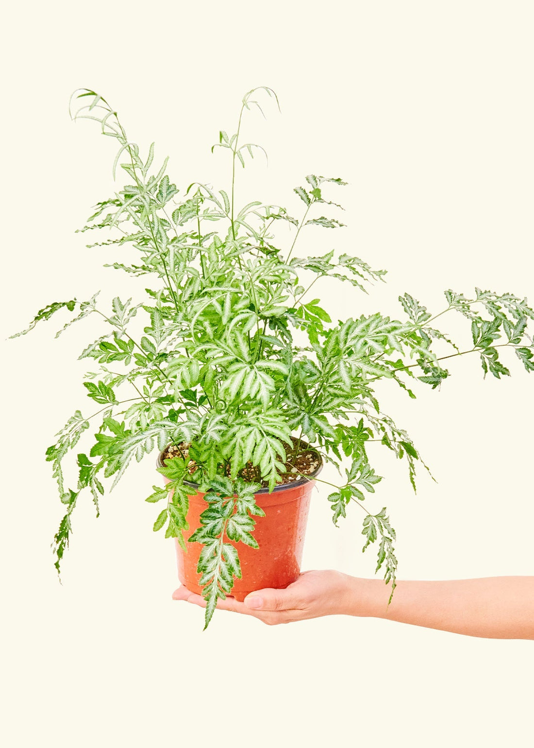 Medium Silver Lace Fern (Pteris ensiformis)