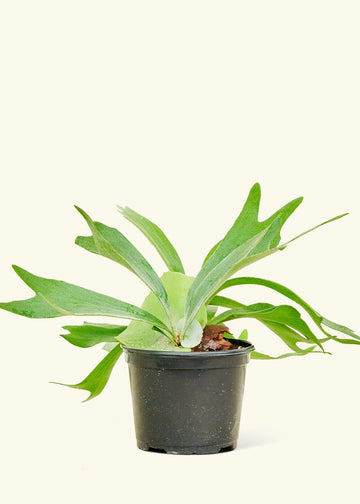Medium Staghorn Fern (Platycerium bifurcatum)