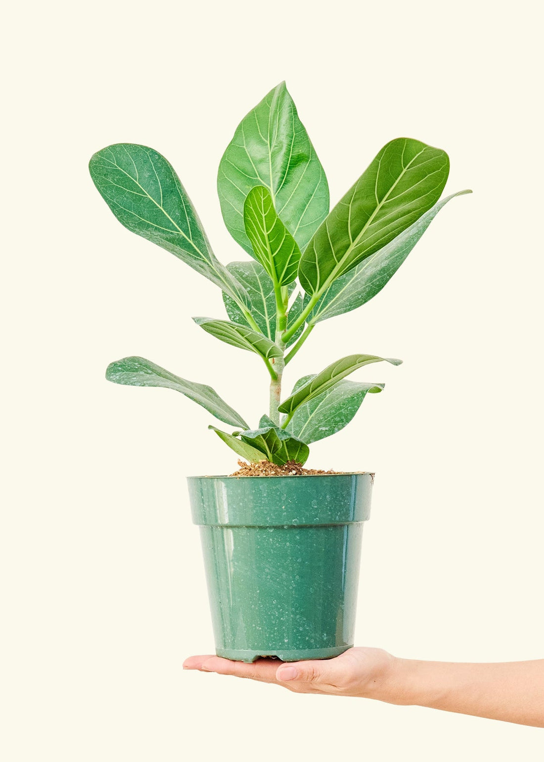 Audrey Plant Rooted MD