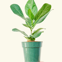 Audrey Plant Rooted MD