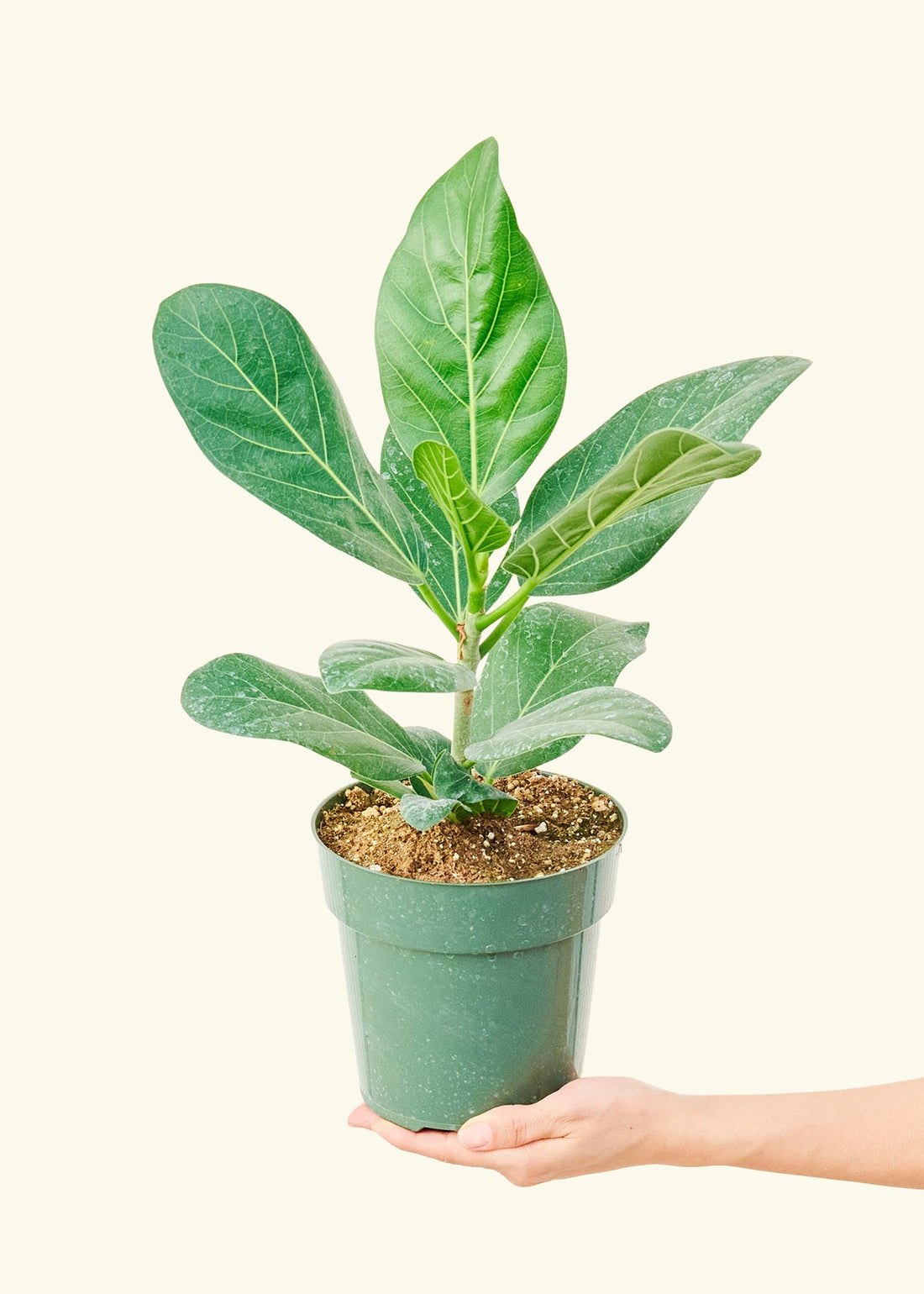 Audrey Plant Rooted