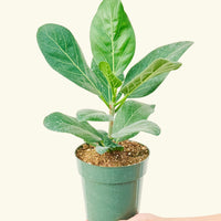 Audrey Plant Rooted