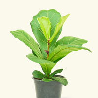 Medium Fiddle Leaf Fig (Ficus lyrata) in ceramic pot.
