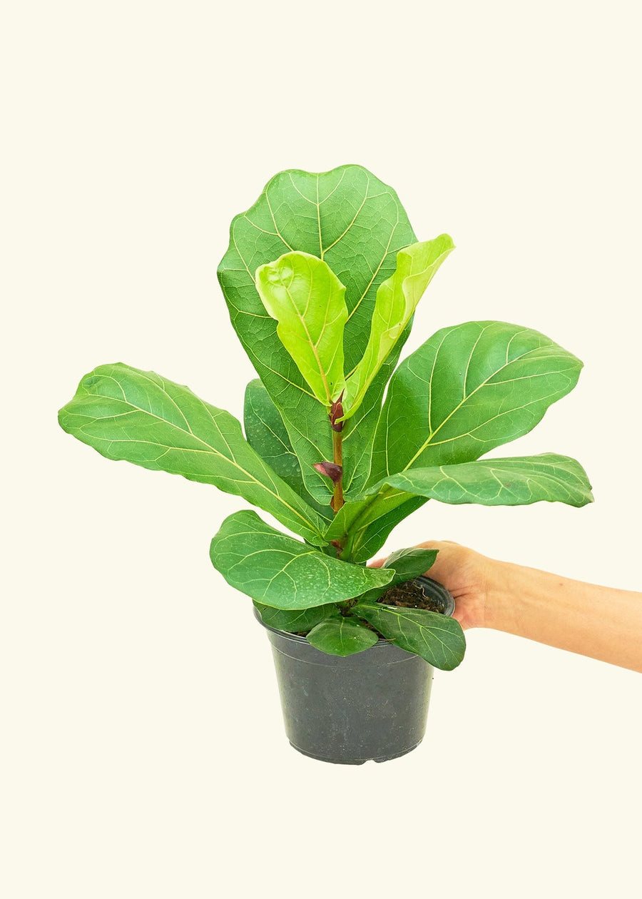 Medium Fiddle Leaf Fig (Ficus lyrata) in ceramic pot.