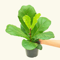 Medium Fiddle Leaf Fig (Ficus lyrata) in ceramic pot.