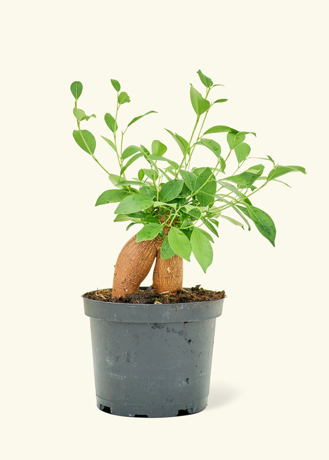 Medium Ficus &