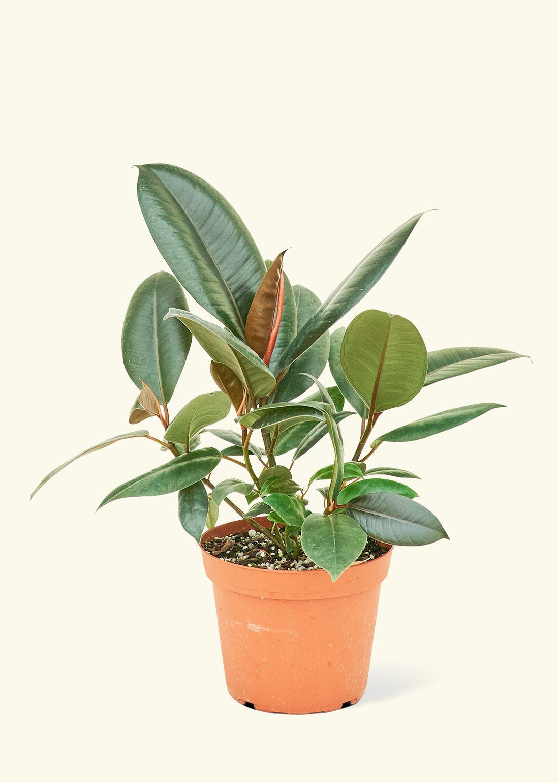 Medium Rubber Tree &