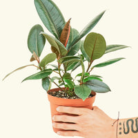 Ficus 'Burgundy' in 6" nursery pot