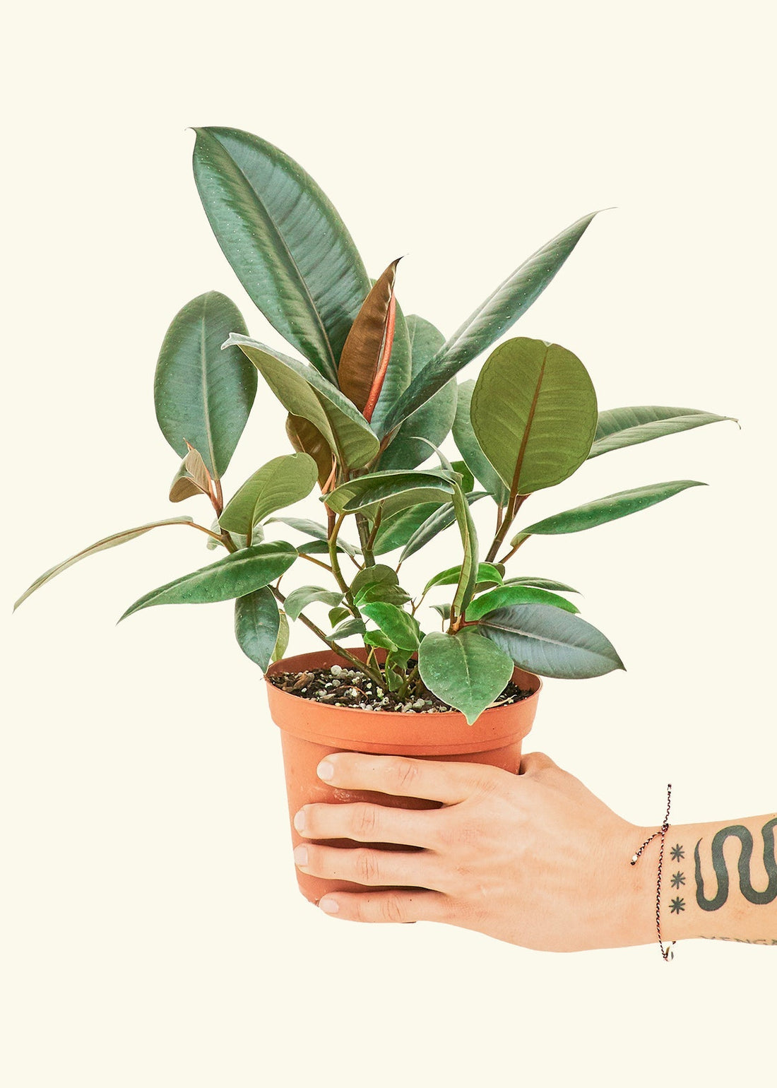 Medium Rubber Tree &