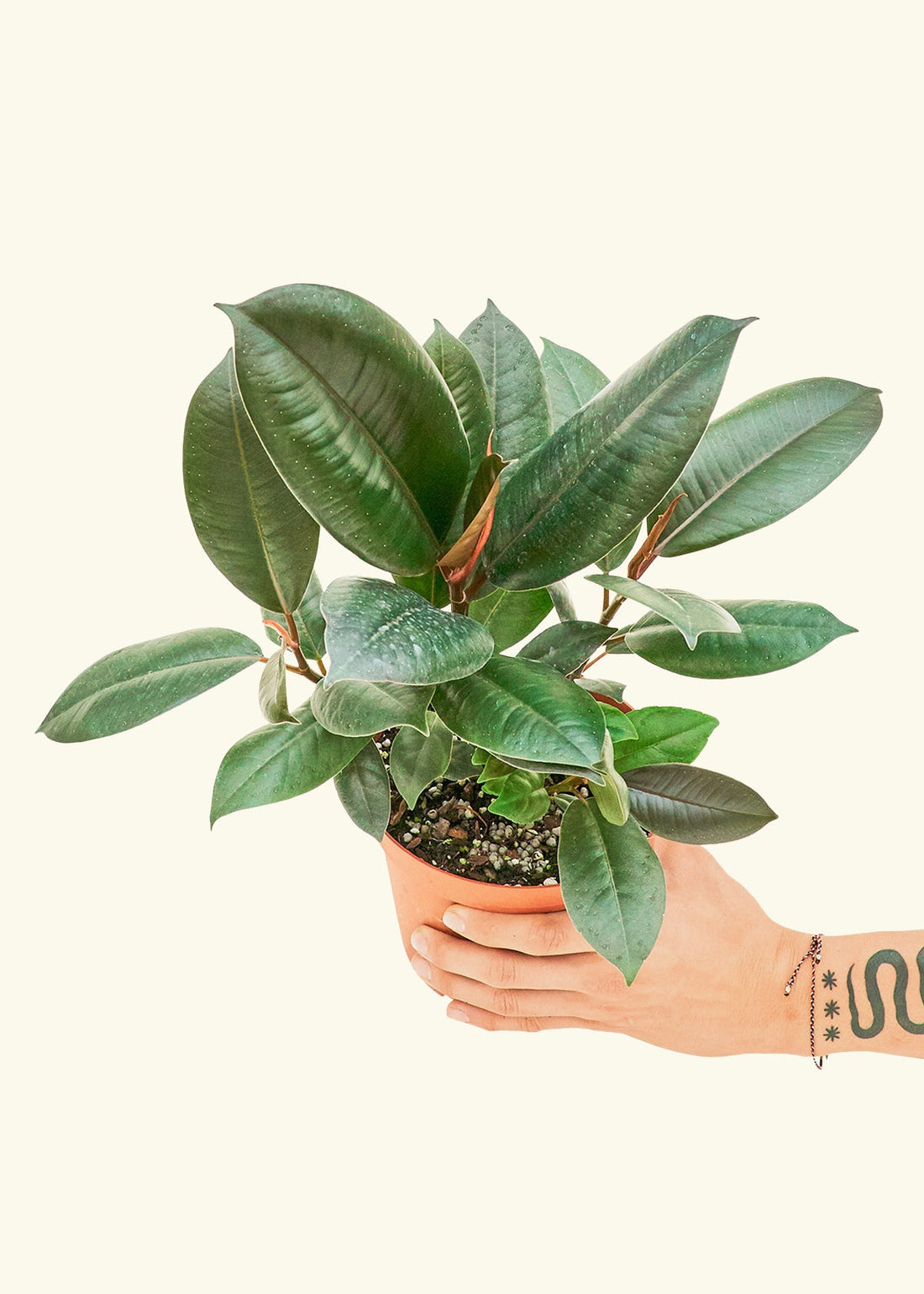 Ficus &