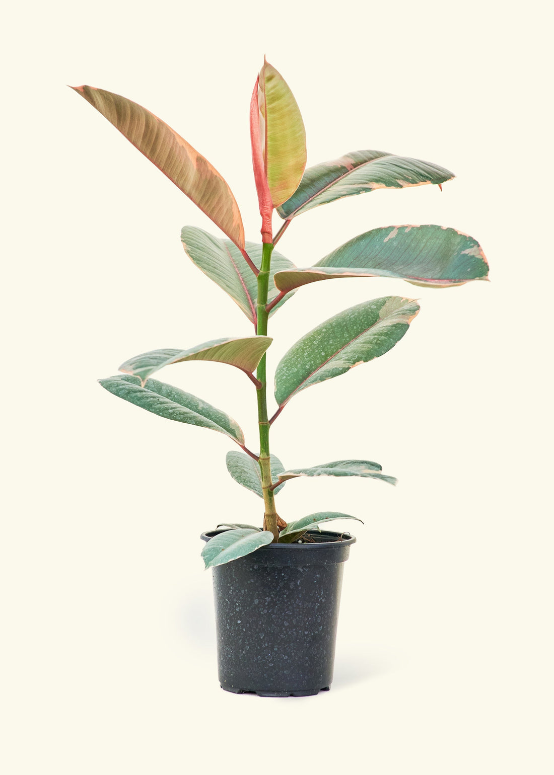 Medium Ruby Rubber Tree (Ficus elastica &