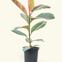 Medium Ruby Rubber Tree (Ficus elastica 'Ruby')