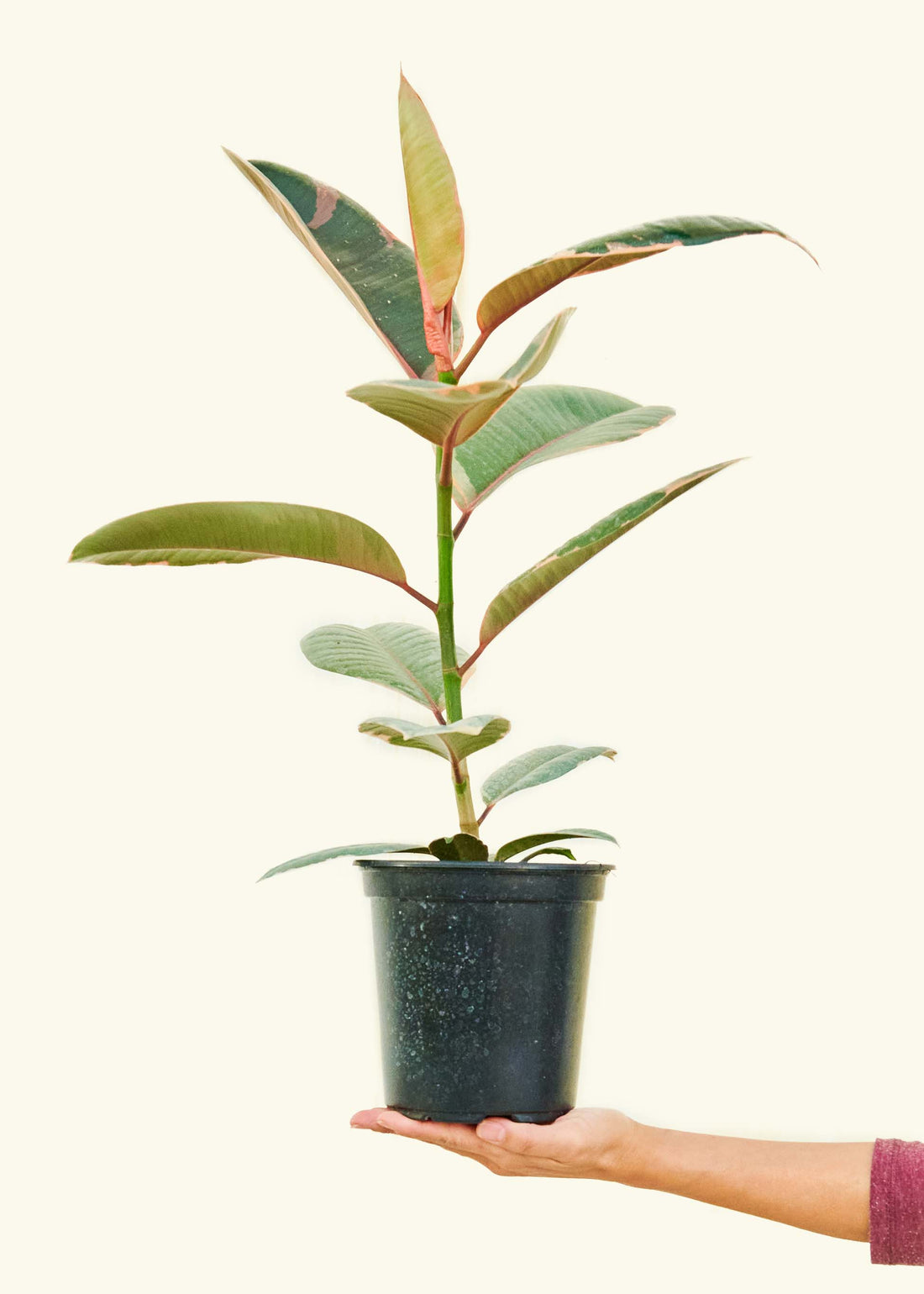 Medium Ruby Rubber Tree (Ficus elastica &