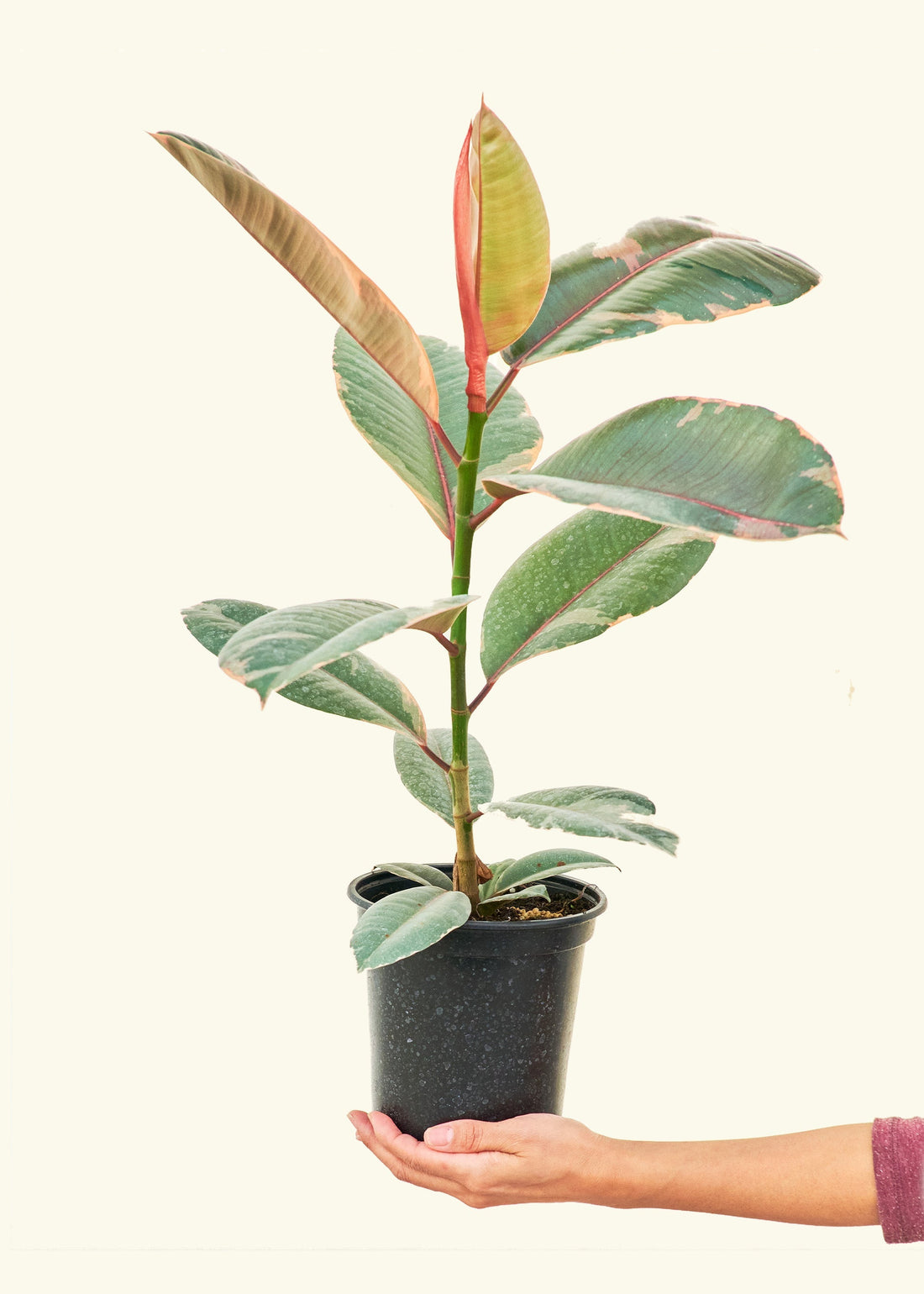 Medium Ruby Rubber Tree (Ficus elastica &