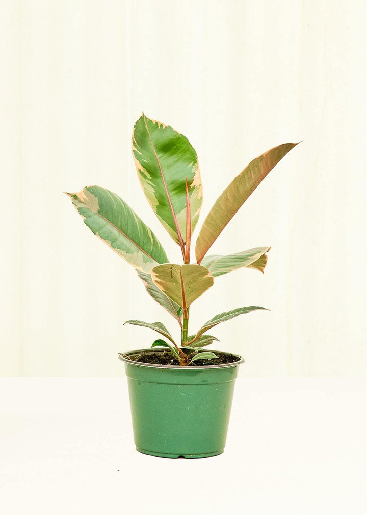 Medium Ficus 'Tineke' (Ficus elastica 'Tineke') in grow pot