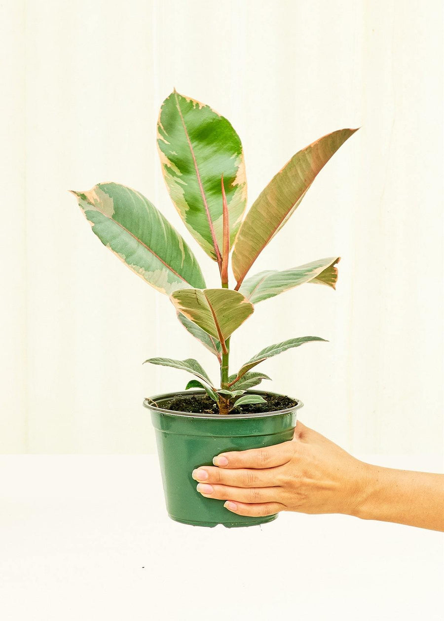 Medium Ficus 'Tineke' (Ficus elastica 'Tineke') in grow pot